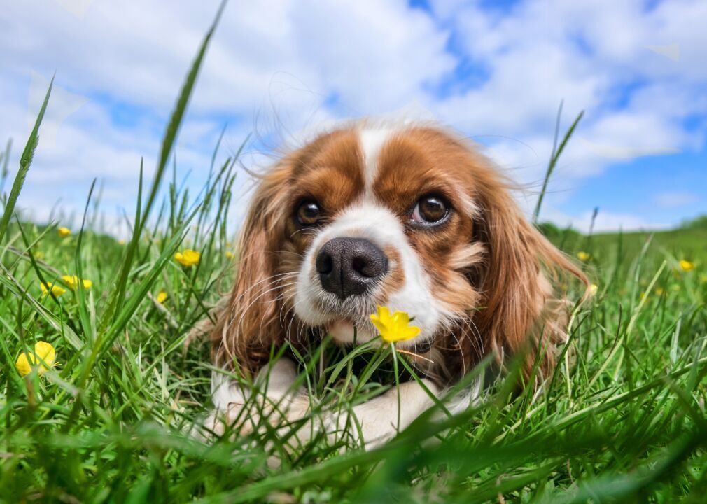 Most popular dog breeds for 10 different characteristics